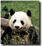 Скачать Panda 2007 panda_photo.jpg